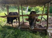 Sapi Bantuan Raib, Warga Bongkar Dugaan Penggelapan Ketua Kelompok