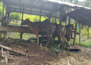 Warga Nilai Polres Banggai Lamban, Penyelidikan Kasus Sapi Bantuan Belum Tunjukkan Arah Jelas