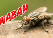 Wabah Lalat Picu Kemarahan Warga, Lingkungan Disebut Tak Layak Huni