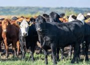 Dijanjikan Bantuan Sapi, Warga Bualemo Kehilangan Rp18 Juta