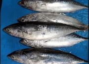 Ikan Tembus Rp1,8 Juta per Keranjang, Dapur Warga Banggai Terancam
