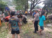 Pohon Tumbang Lumpuhkan Jalur Utama Luwuk, Polisi Bergerak Cepat