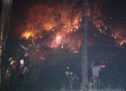 Api Hanguskan Puluhan Pohon Kelapa