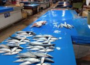 Angin Kencang Nelayan Terganggu, Pasokan Ikan Jadi Mahal