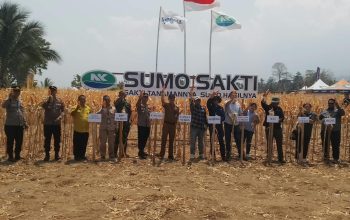 Panen 5,8 Ton, Jagung Nuhon Buktikan Potensi Besar Lahan Petani