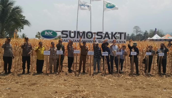 Panen 5,8 Ton, Jagung Nuhon Buktikan Potensi Besar Lahan Petani