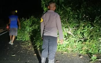 Truk Tabrak Pohon, Jalur Trans Sulawesi di Pagimana Sempat Tertutup