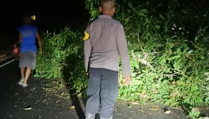 Truk Tabrak Pohon, Jalur Trans Sulawesi di Pagimana Sempat Tertutup